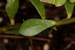 Paraguayan purslane